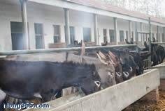 供应肉驴养殖效益分析 肉驴养殖前景 肉驴养殖技术 改良肉驴 种驴 繁殖小母驴 